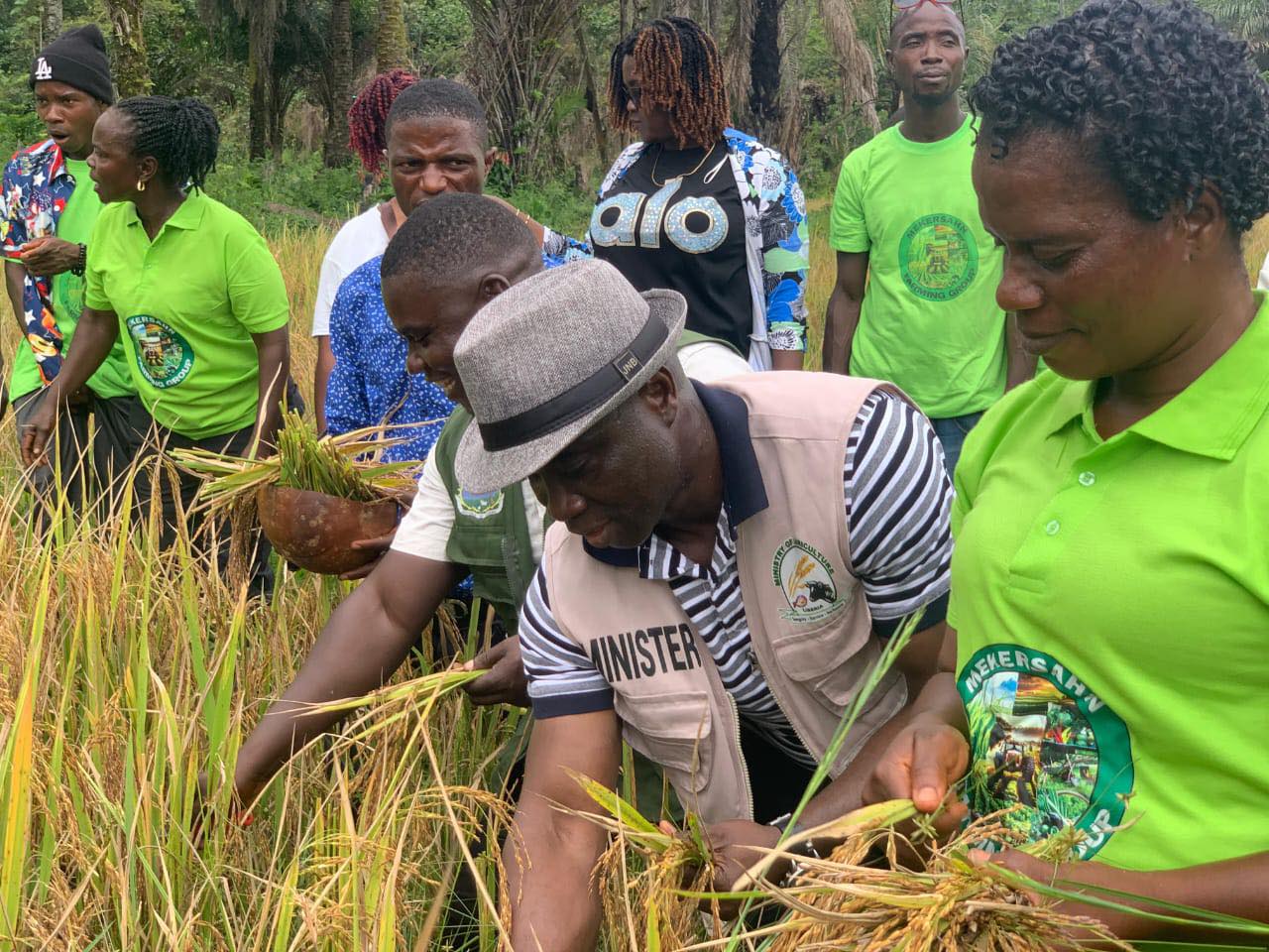 Liberia’s Farming Revival: Turning Harvests into Jobs